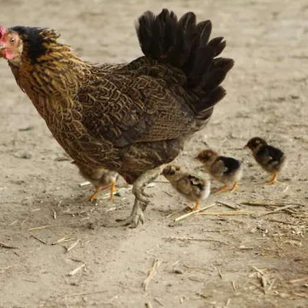 Hoeve De Pippert Ophemert