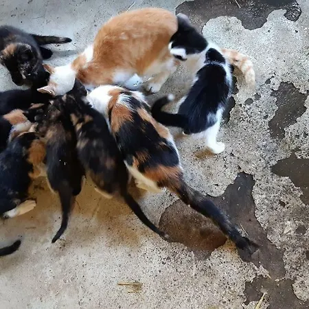 Hoeve De Pippert Деревянный коттедж Ophemert