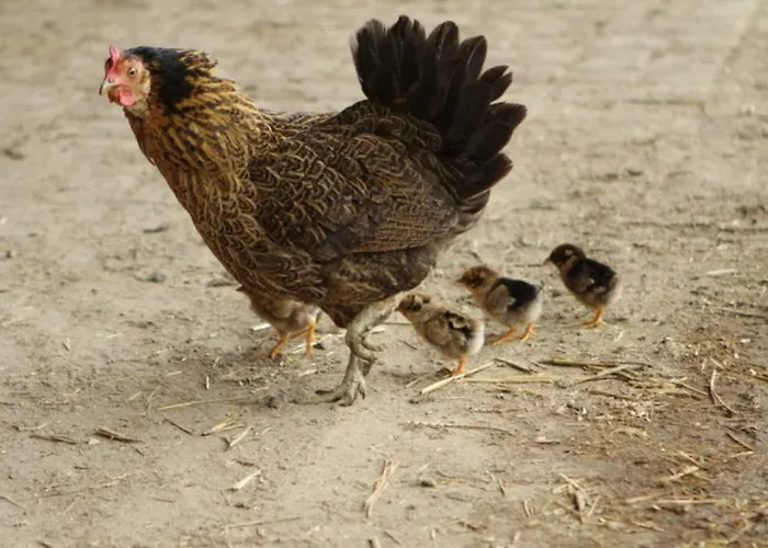 Hoeve De Pippert Ophemert
