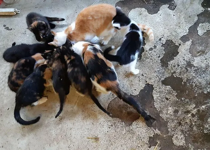 Hoeve De Pippert Lodge Ophemert